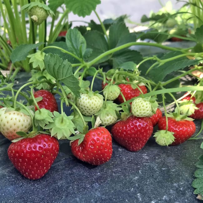 DAHLI* Ventebed WB M, 18-22 mm, import