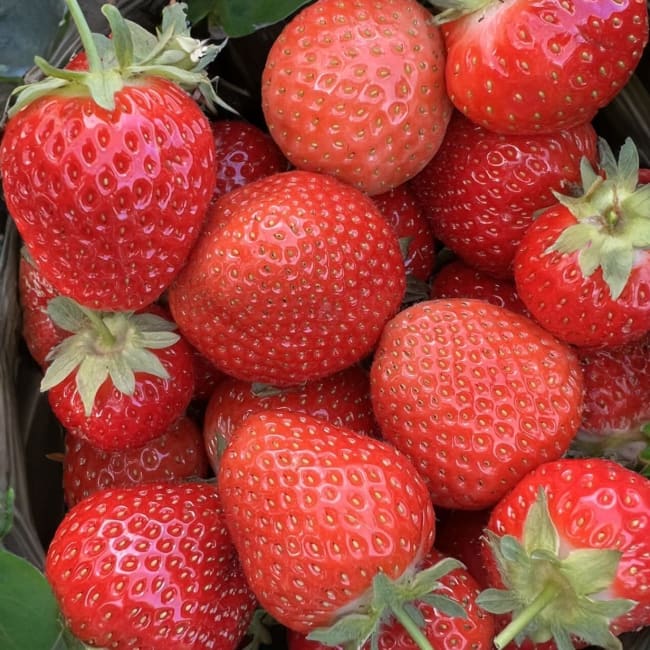 Serabella* frigo A, 9 - 14 mm, import