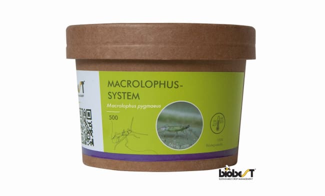MACROLOPHUS SYSTEM 500 STK