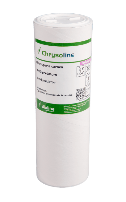 CHRYSOLINE 1000 STK PAPPRØR