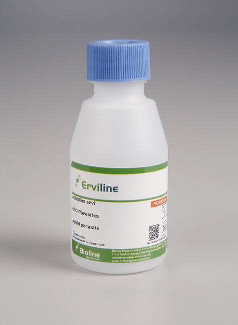 ERVILINE 250 STK