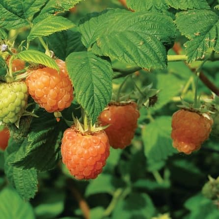 VARNES - PLUGGPLANTE