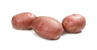 OLEVA