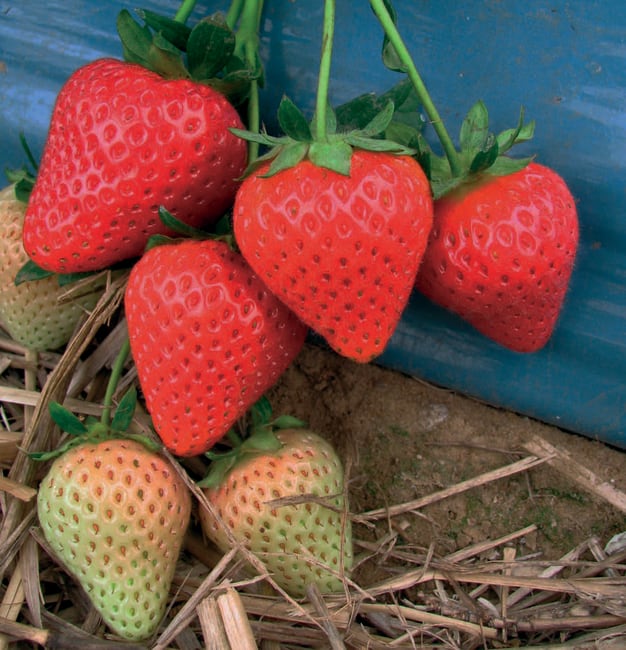 MALLING CENTENARY* Potteklump, Minitray, import