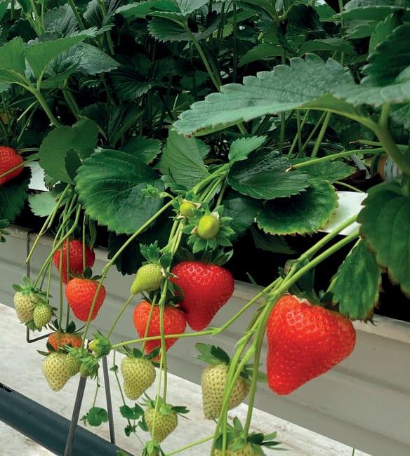 Florice* Coldstored minitray, import