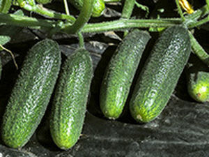 AGURK FRILAND SERVUS F1 UBEISET