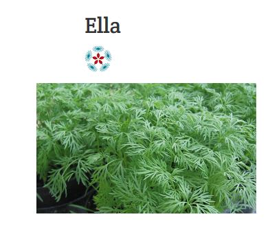 DILL ELLA UBEISET