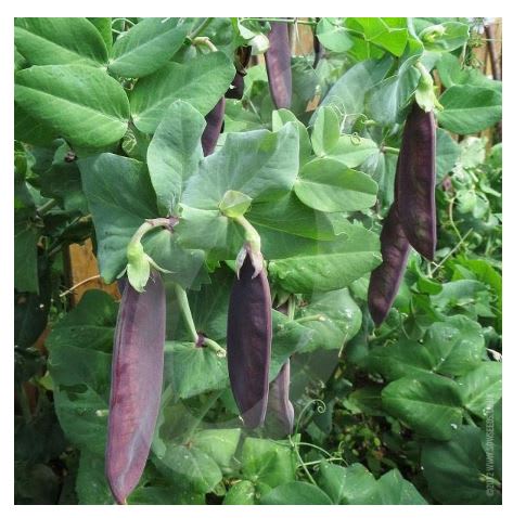 ERT (SUKKERERT) SHIRAZ (LILLA) UBEISET