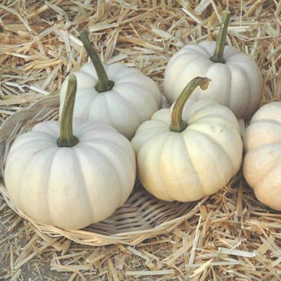 GRESSKAR (PYNT) CASPERITA (HVIT)