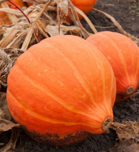 GRESSKAR (MAT) AMORO (RED KABOCHA)