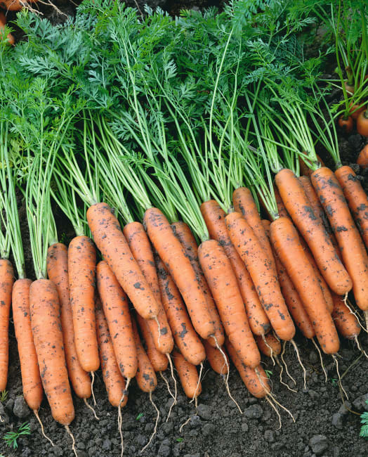 GULROT NAPOLI F1 UBEISET PRES