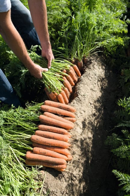 GULROT NAMDAL F1 UBEISET PILLER