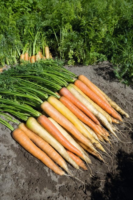 GULROT RAINBOW F1 (FLERFARGET) SYSTEM