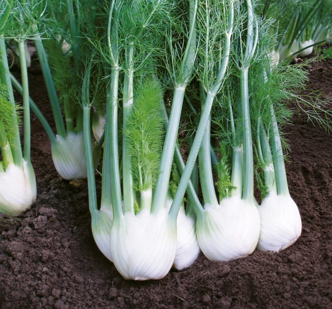 KNOLLFENNIKEL RONDO F1 BEISET PILLER