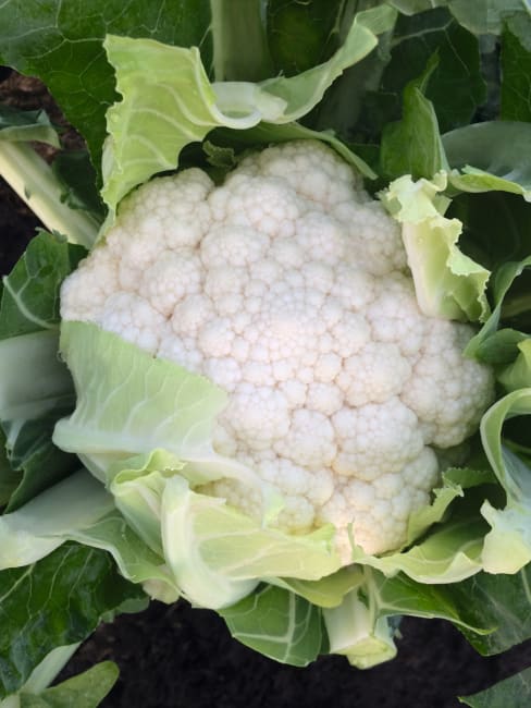 BLOMKÅL ZARAGOZA F1 UBEISET PRES