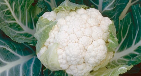 BLOMKÅL KORLANU F1 BEISET PRES