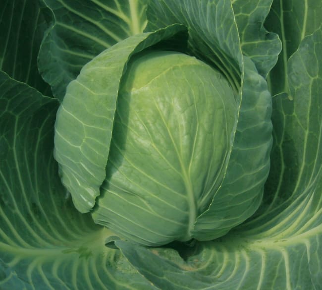 HVITKÅL MOZART F1 PRES