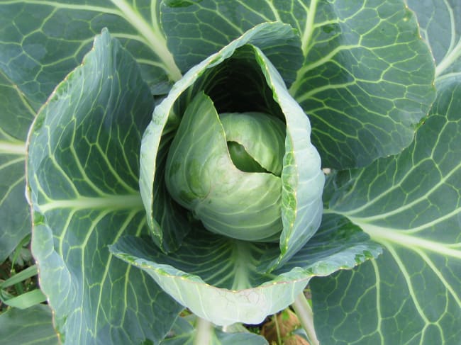 HVITKÅL CASTELLO F1 PRES