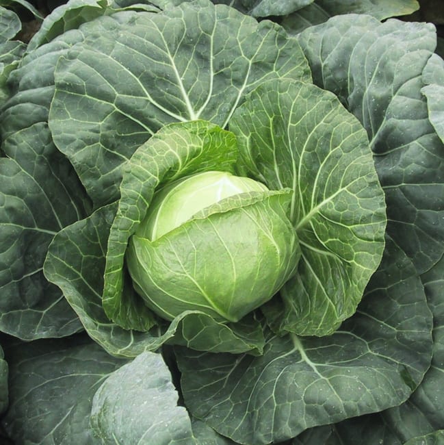 HVITKÅL PAREL F1 UBEISET PRES