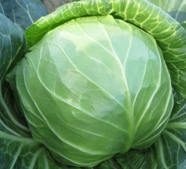 HVITKÅL CONSTABLE F1 PRES