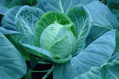 HVITKÅL SIR F1 UBEISET PRES