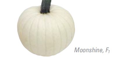 GRESSKAR (HALLOWEEN) MOONSHINE F1 UB