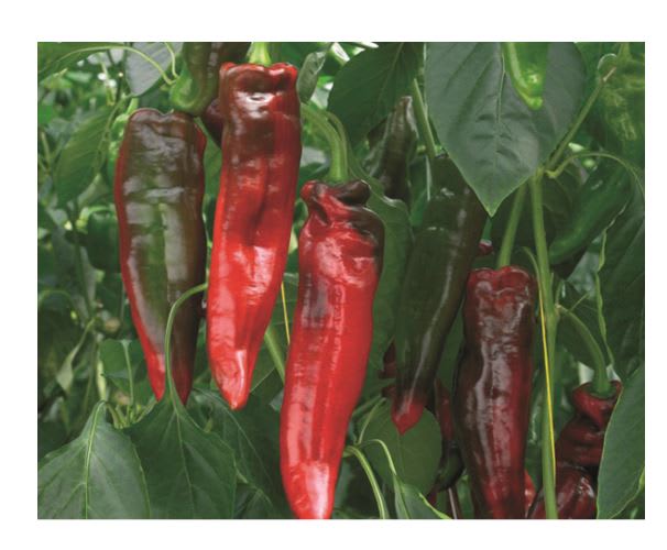 PAPRIKA Snack spiss Rubiero rød