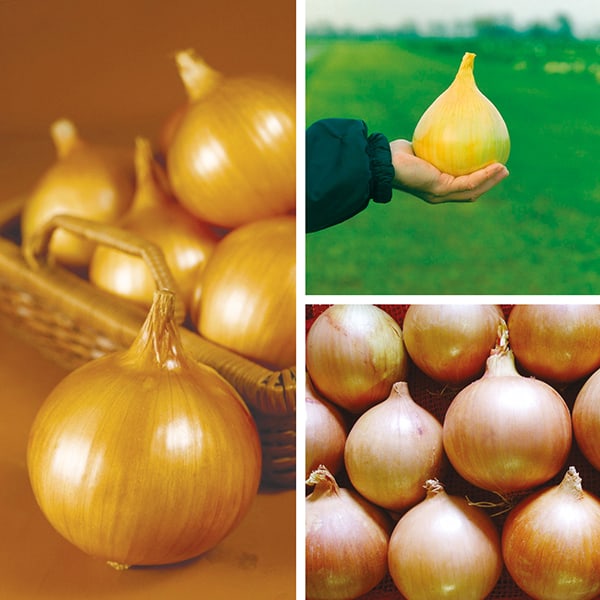 KEPALØK EXHIBITION PRES