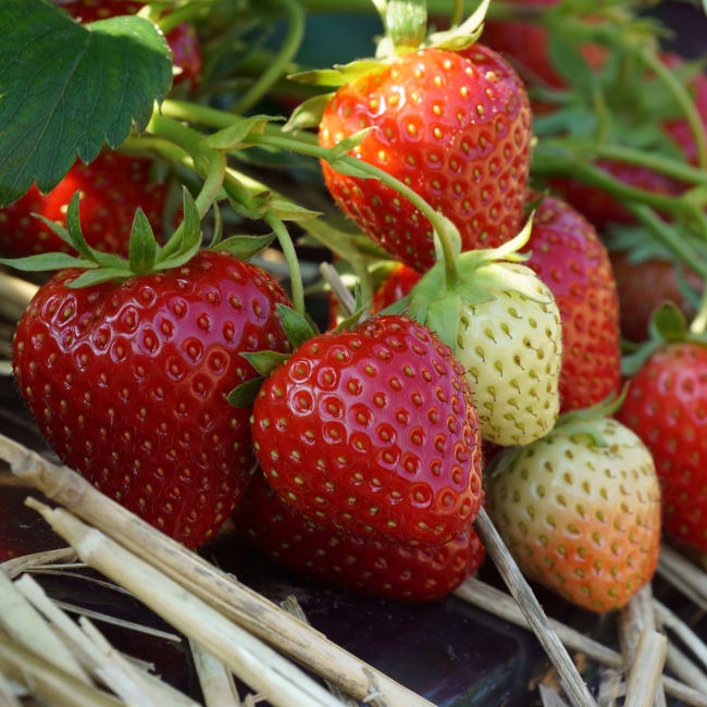 ALLEGRO* FRIGO PLANT A2+ 14-18 MM, IMPORT