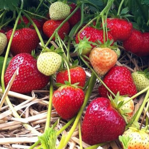 Faith* Ventebed WB M, 18-22 mm, import