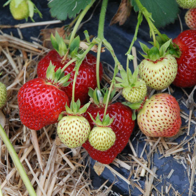 FLORENCE* norske pluggplanter, overvintret