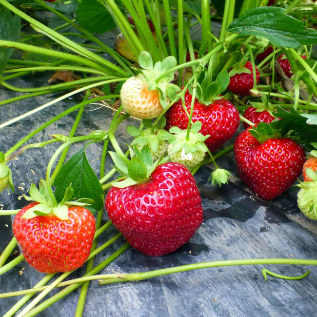 GLEDE norske pluggplanter, overvintret