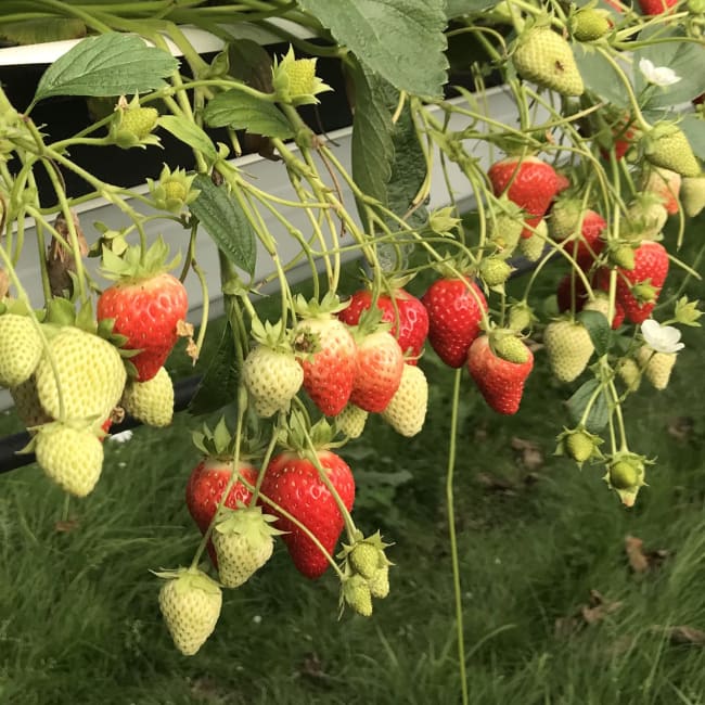 MURANO* Coldstored minitray, import