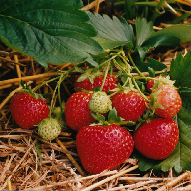 Polka frigo A- 8-10 mm, Import