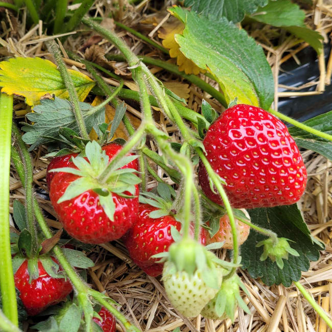 Ravellia* (FE2132) Frigo A 9-14 mm, import