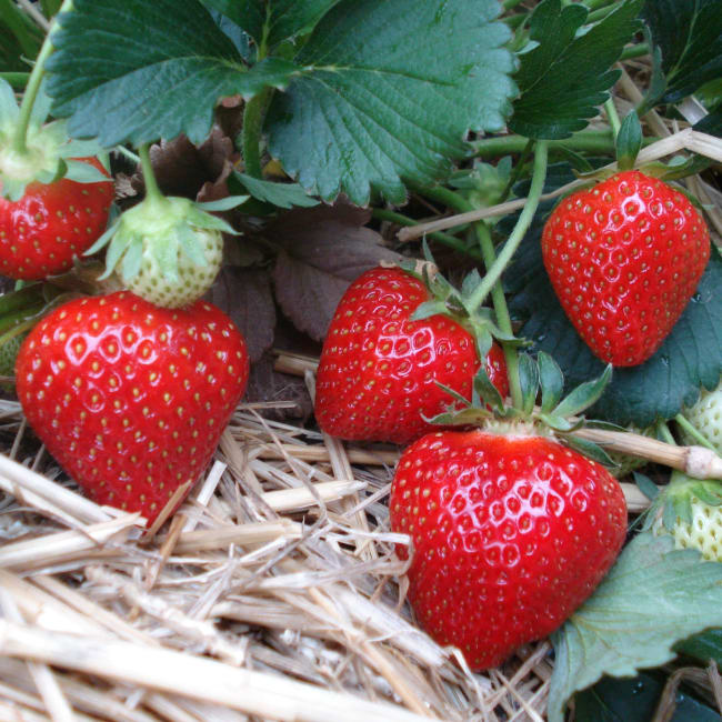 Rumba* norske pluggplanter, overvintret