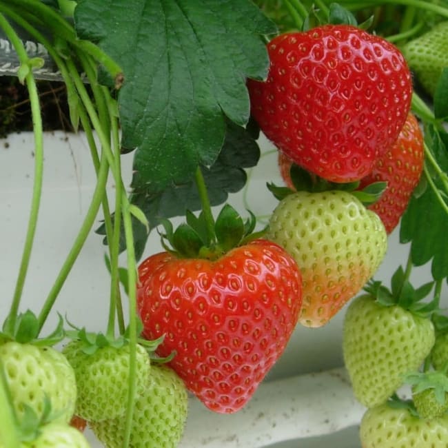 Sonata* norske pluggplanter, overvintret