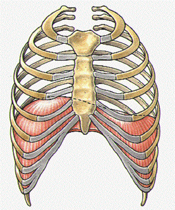 Рисунок органов грудной клетки - 97 фото