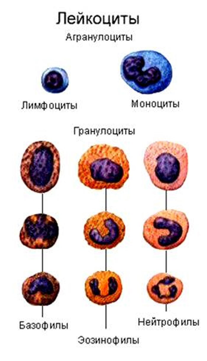 Клетки крови лейкоциты рисунок