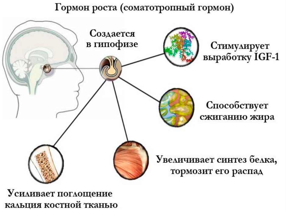 Гормон роста презентация