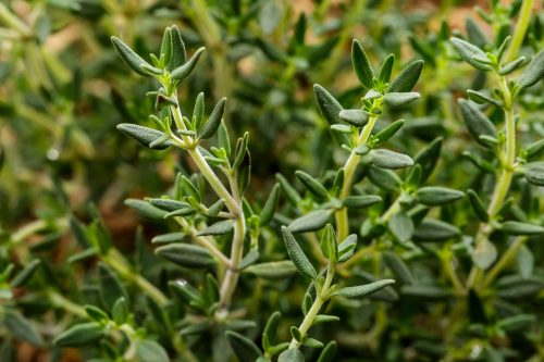 Herbs, birds and winter veg