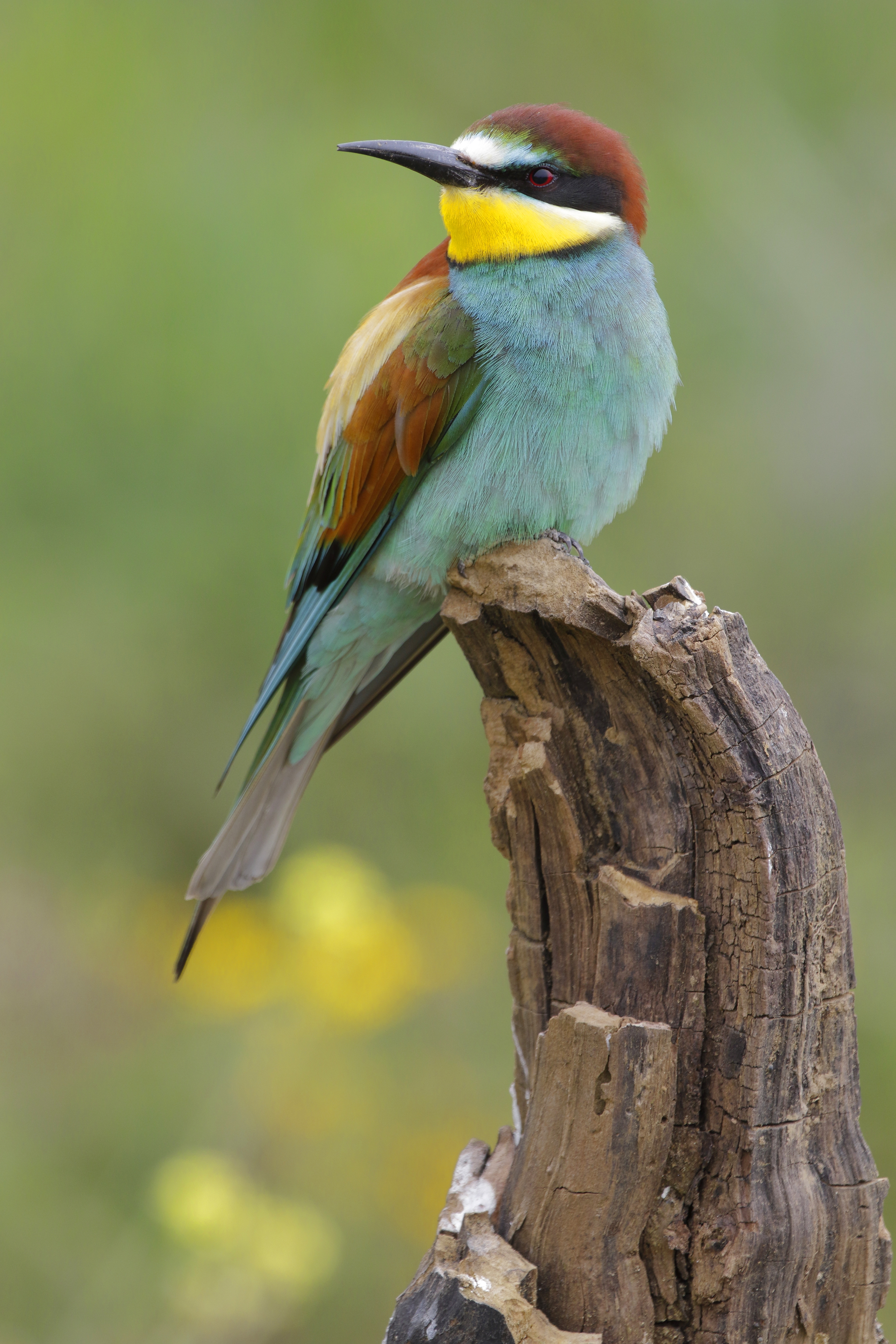 European Bee-Eater