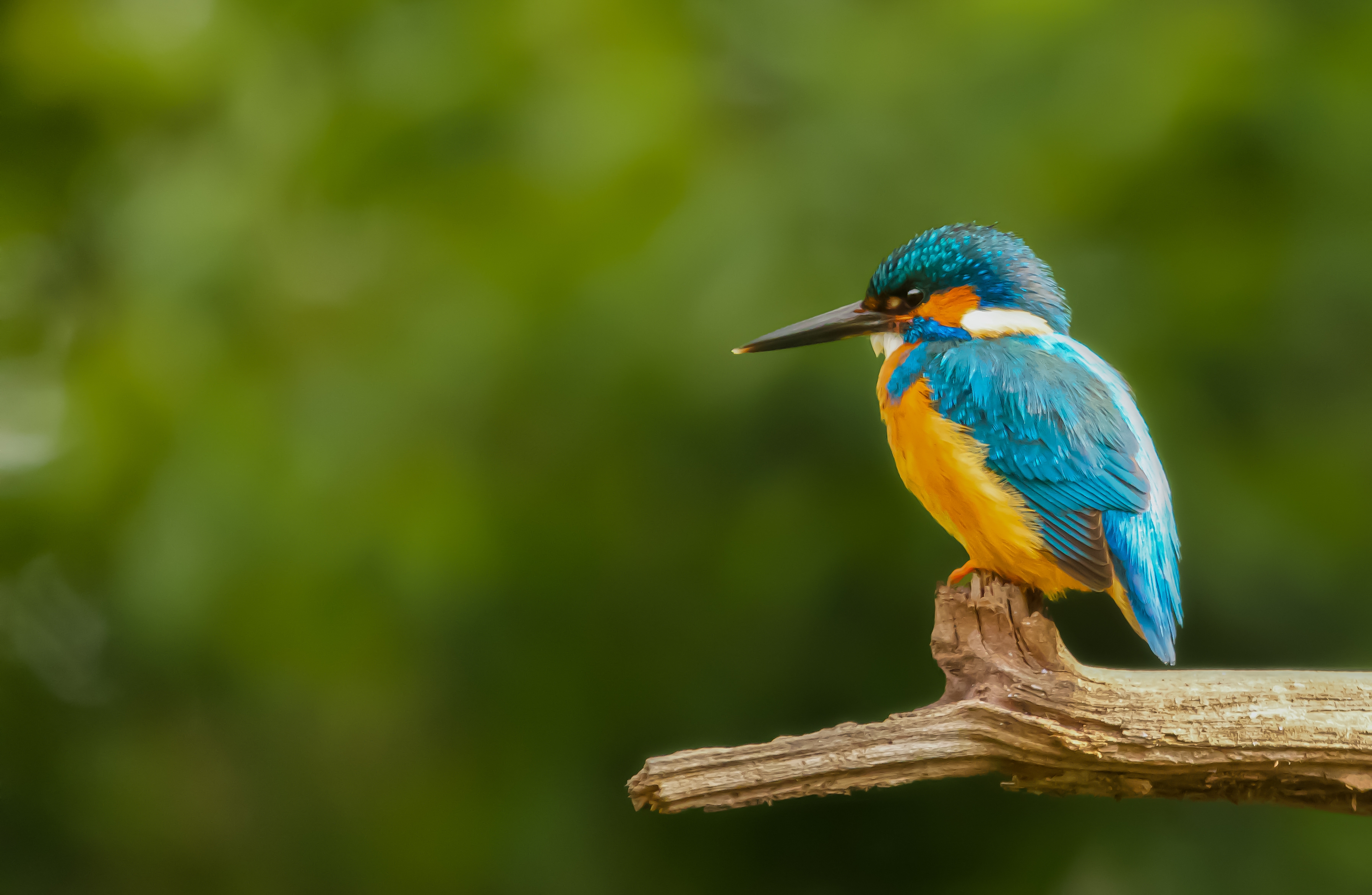 Colorful Kingfisher Bird