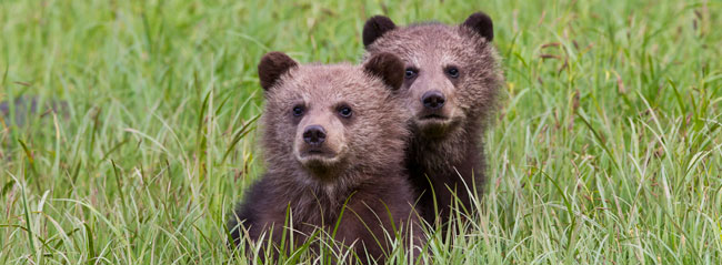 Fun for Cubs at Dancing Bear Aspen