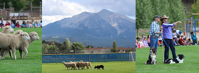 The 2014 National Sheepdog Finals