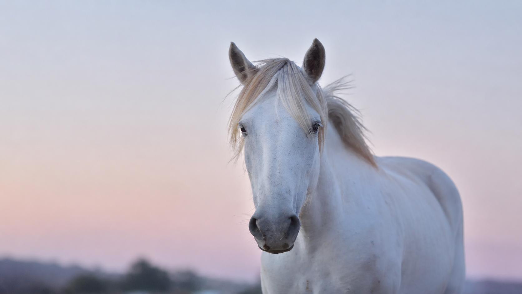 White horse standing in a field at dusk under a pastel sky