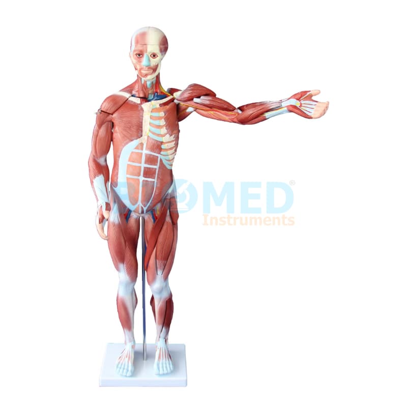 Modelo Muscular 80 Cm 27 Partes Ec-Lab