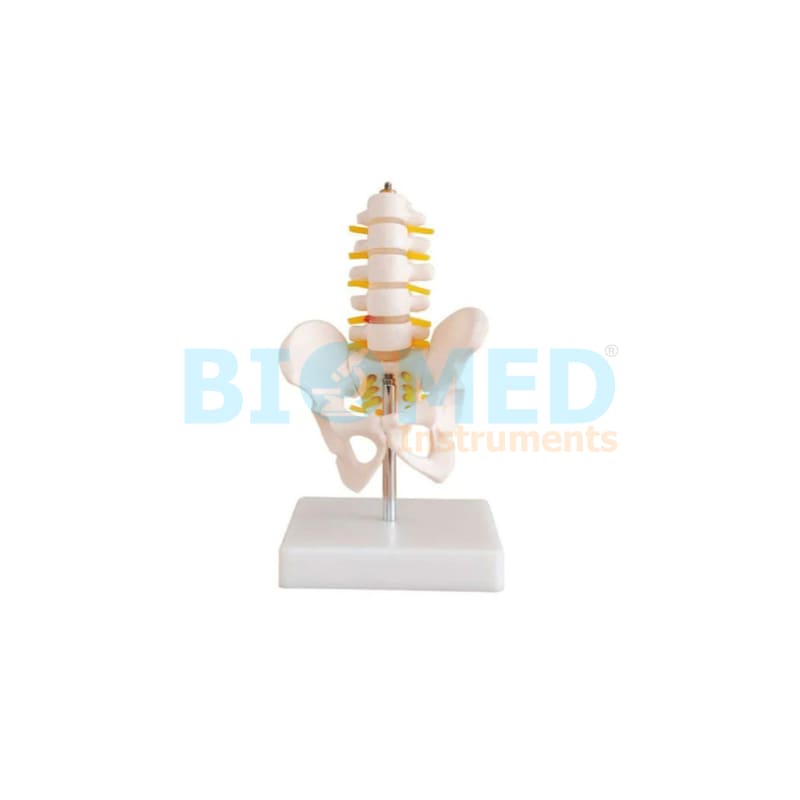 Modelo Mini Vertebras Lumbar Y Pelvis Eis