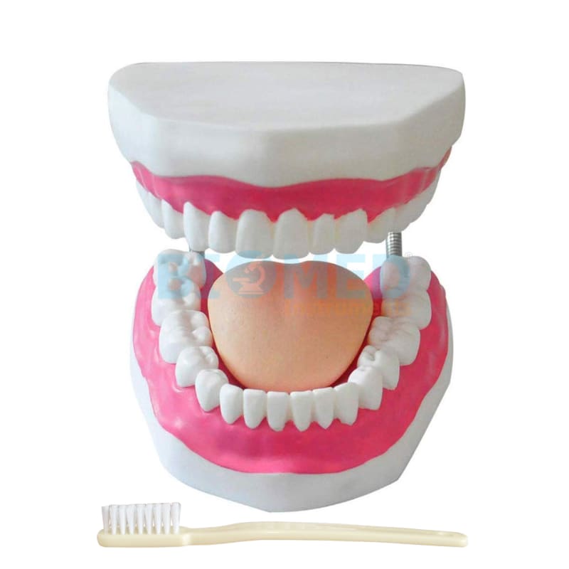 Modelo Dental Gigante Ec-Lab