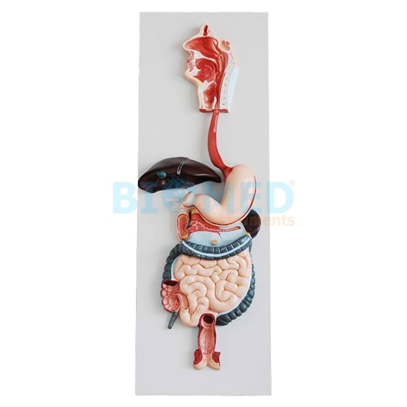 Modelo Del Sistema Digestivo Ec-Lab
